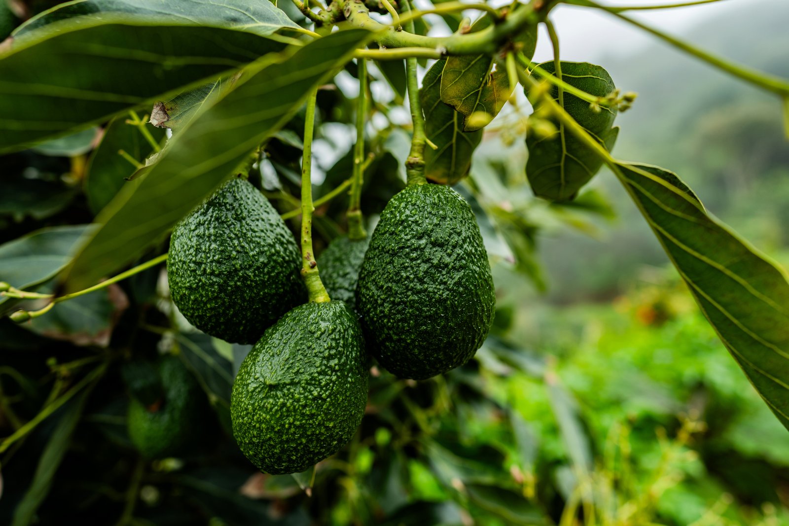 Chile Fresh Export